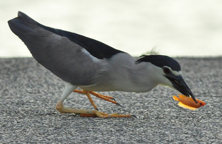DSC_0169.JPG