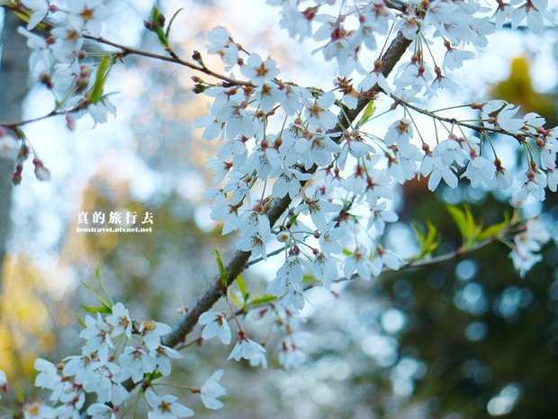 櫻花 大島櫻