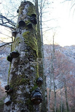 2013 1031-1101  Königssee