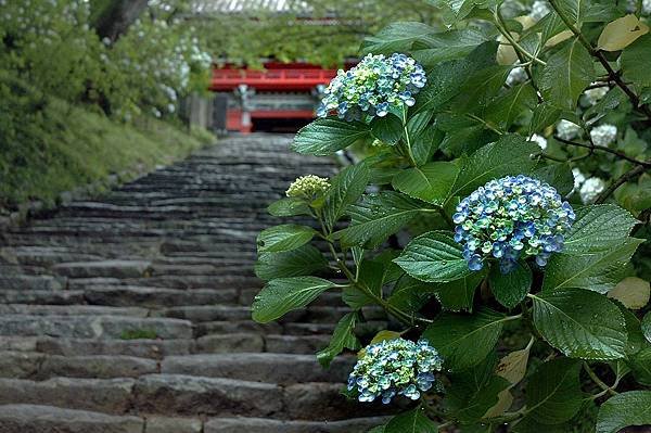 茨城繡球花寺   雨引觀音  二本松寺  保和苑  水戶八幡