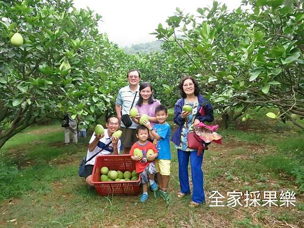 文旦柚-採柚子-八里文旦青山果園文旦禮盒一級棒