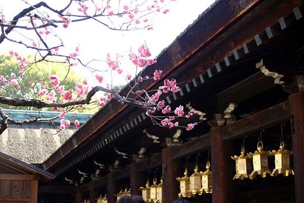 京都賞梅 北野天滿宮 生身天滿宮 隨心院