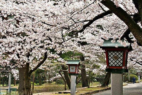 新潟賞櫻、賞花名所