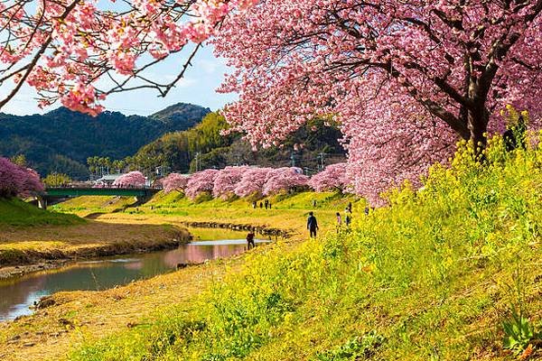 南伊豆 南之櫻與油菜花祭 下田公園繡球花 瓜木崎野