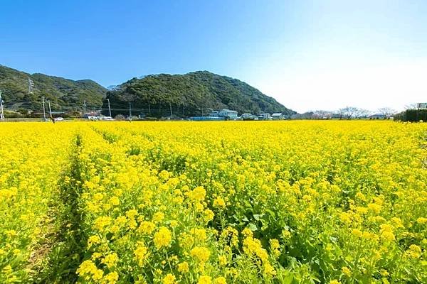 南伊豆 南之櫻與油菜花祭 下田公園繡球花 瓜木崎野