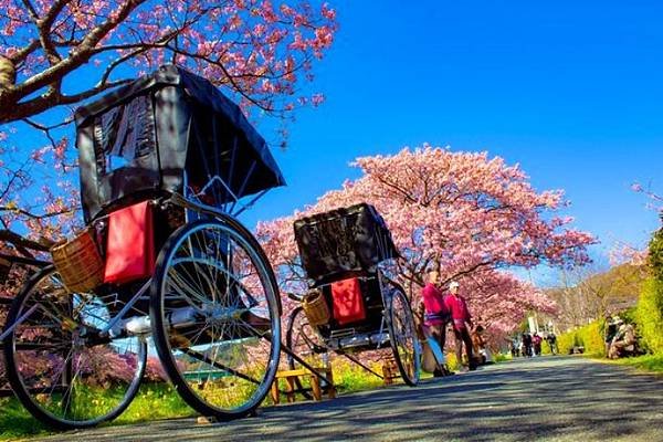 南伊豆 南之櫻與油菜花祭 下田公園繡球花 瓜木崎野