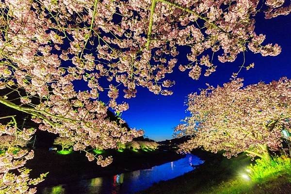 南伊豆 南之櫻與油菜花祭 下田公園繡球花 瓜木崎野