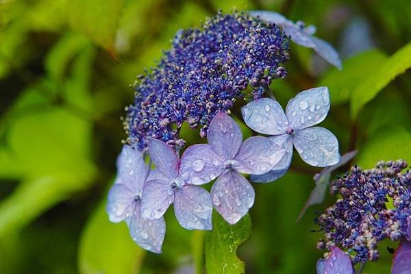 茨城繡球花寺 雨引觀音  二本松寺 保和苑 水戶八幡