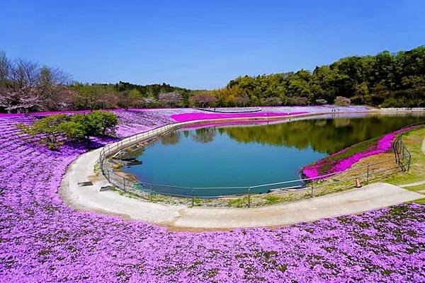 芝櫻