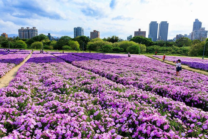 古亭河濱公園花海怎麼去/交通? 紫色漸層花地毯好仙! 週邊水