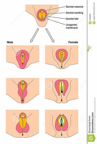 发展胎儿生殖器.jpg
