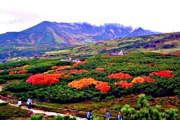 日本最早楓紅之地 旭岳 室堂平 八幡平 妙高