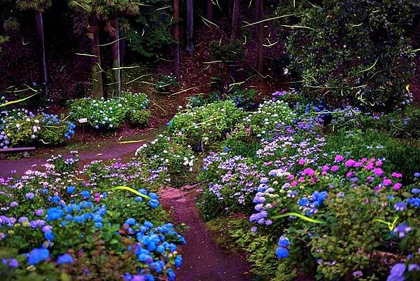 茨城繡球花寺   雨引觀音  二本松寺  保和苑  水戶八幡