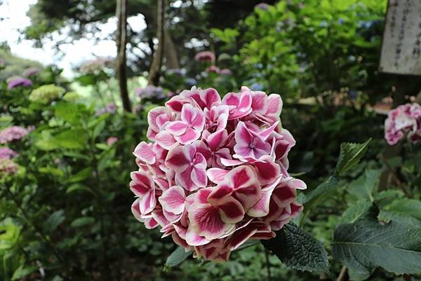 茨城繡球花寺   雨引觀音  二本松寺  保和苑  水戶八幡