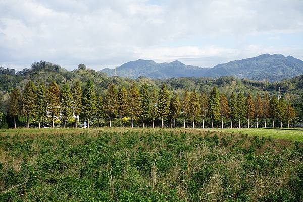 《島內出走》帶著毛小孩徒步苗栗 D4｜錫隘時光隧道。偶然窺見