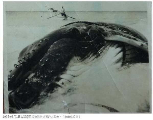 台灣的捕鯨歷史1920-1942-當時的台灣總督府或許是具永