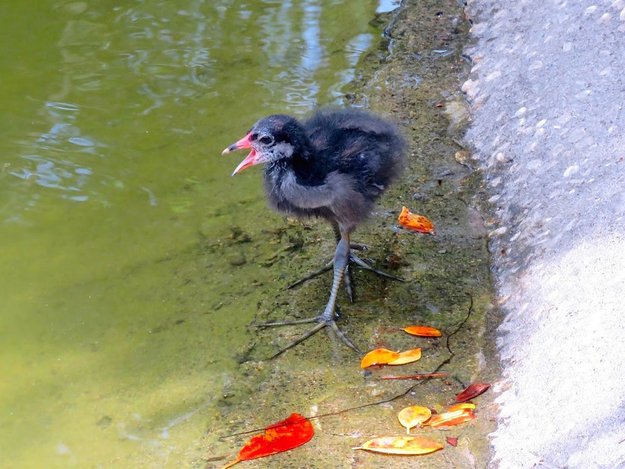 紅冠水雞624007.jpg