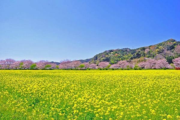 南伊豆 南之櫻與油菜花祭 下田公園繡球花 瓜木崎野