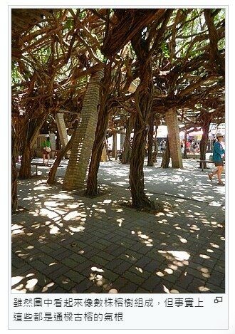 通樑古榕-澎湖最大神木有150-300歲以上的高齡/日治時期