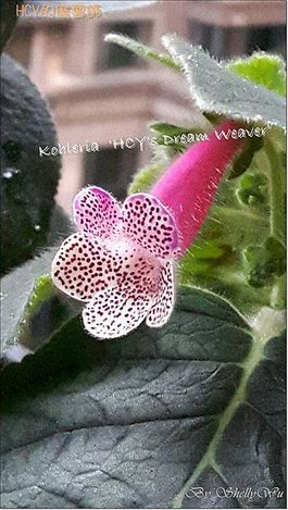 Kohleria %5CHCY%5Cs Dream Weaver%5C HCY的織夢師 20160429_153442