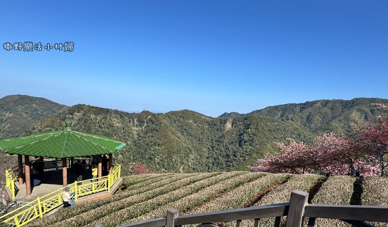 中部最美櫻花隧道【八卦茶園】青山藍天、茶園粉櫻一次盡收，迴音