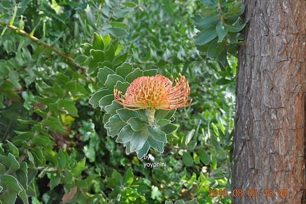 DSC_0357另一種開花模樣.JPG