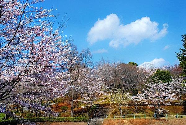 花現茨城  櫻川  磯部稻村神社  日立櫻花祭  龍崎般若院