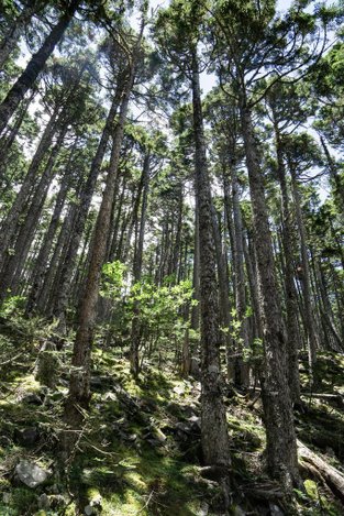 180728-0729 [百岳] 雪山主東下翠池+北稜角