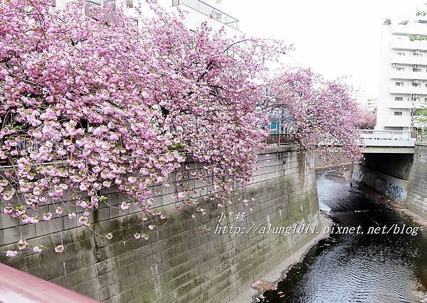 東京櫻花集錦 (70).JPG