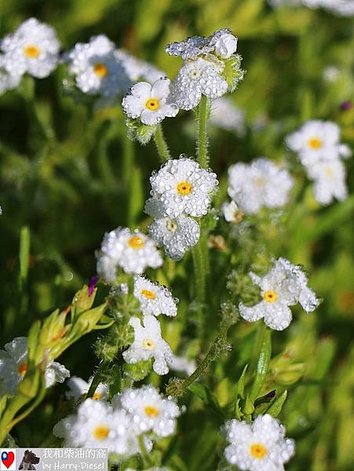 加州野花 玉米花 (4).JPG