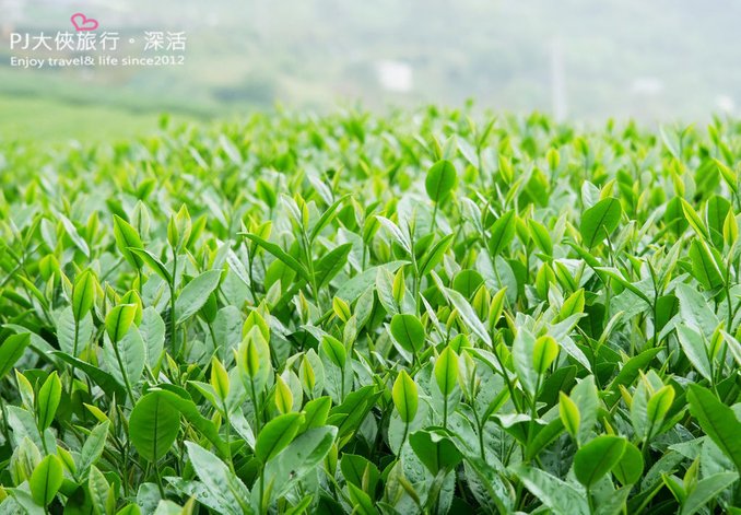 PJ大俠嘉義旅遊阿里山景點樂野來吉山豬部落