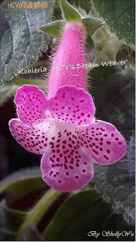 Kohleria  %5CHCY%5Cs Dream Weaver%5C HCY的織夢師 20160521_130100