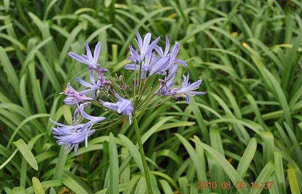 植物園的花DSC_0257-1.JPG