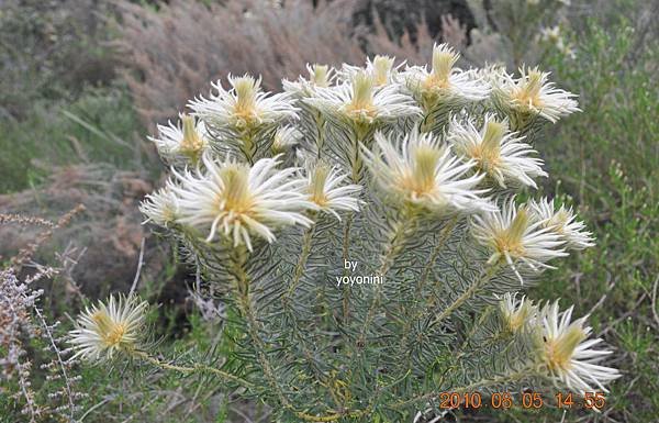 是植物或花DSC_0267-1.JPG