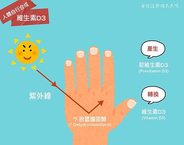 人體自行合成D3示意圖