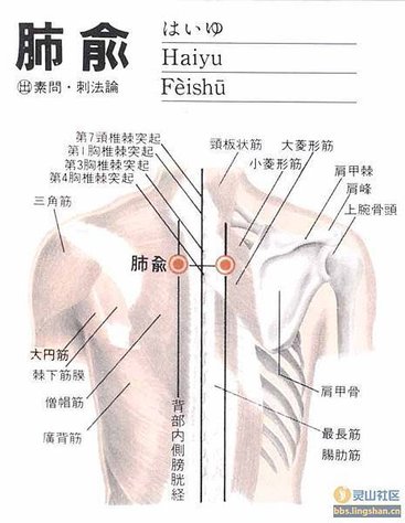 肺俞穴.jpg