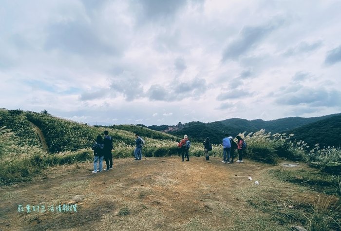 樹林三角埔頂山芒草