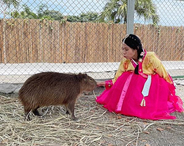 花蓮壽豐張家韓園（韓服體驗、親近與餵食小動物、九宮格火鍋與下