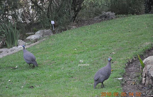 清晨的鳥DSC_0263-1.JPG