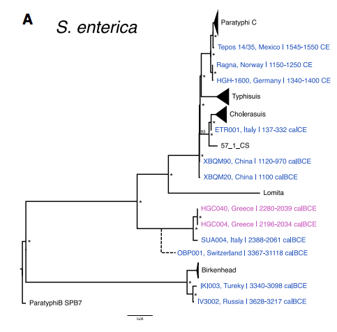 希臘米諾斯文明，4000年傷寒與鼠疫桿菌