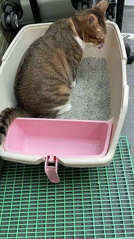 無粉塵貓砂推薦｜開箱「毛孩時代」長效除臭 超強力凝結0甲醛無