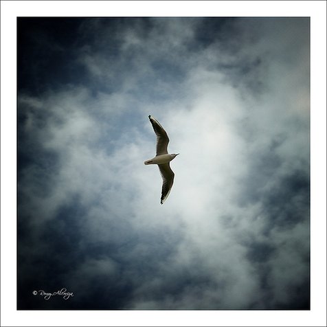 Wind beneath my wings