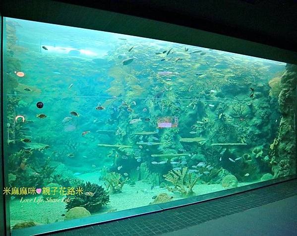 澎湖水族館, 澎湖全新開幕室內親子景點,澎湖 海底隧道, 澎湖 海龜