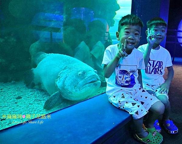 澎湖水族館, 澎湖全新開幕室內親子景點,澎湖 海底隧道, 澎湖 海龜