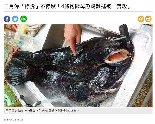 日月潭魚虎大爆發 投縣電擊獵捕魚虎肆虐8公斤超大「兇猛魚虎」