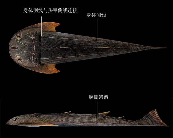 “從魚到人”演化“雙叉苗家魚”化石 已滅絕近4.36億年在重