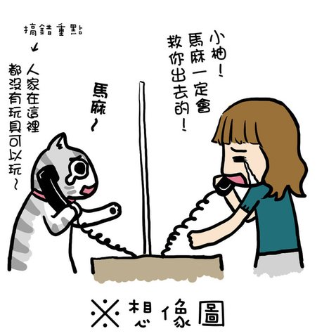 街頭巷尾貓2-3.jpg