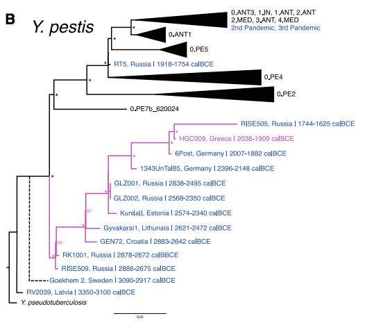 希臘米諾斯文明，4000年傷寒與鼠疫桿菌