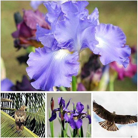 ScienAQUA科水 法國保濕三部曲面膜~鳶尾花因花形與「鳶鳥」尾巴近似而得名