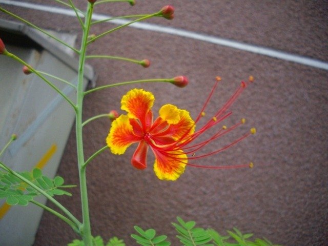 IMGP0043